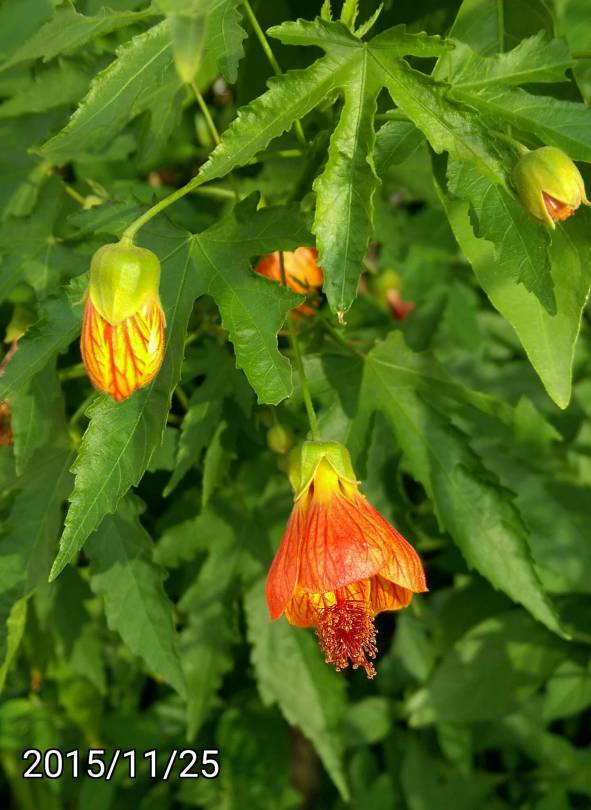燈籠朱槿、燈籠扶桑, Abutilon pictum, Redvein Abutilon, Red Vein Indian Mallow, Redvein Flowering Maple, orange lantern hibiscus